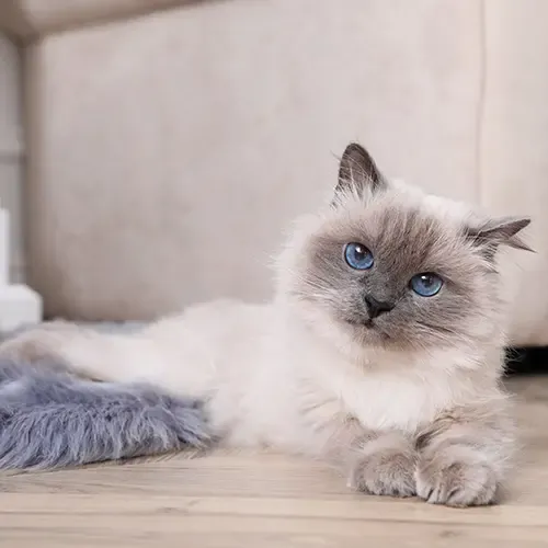 birman cat