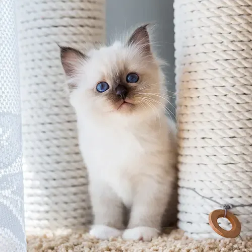 Birman kitten sitting on a scratching post