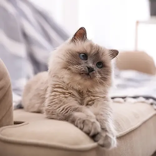 A Birman Cat relaxing