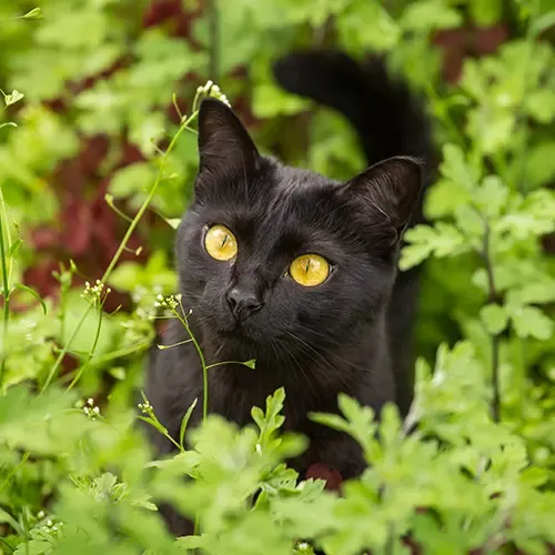 A Bombay Cat exploring a garden
