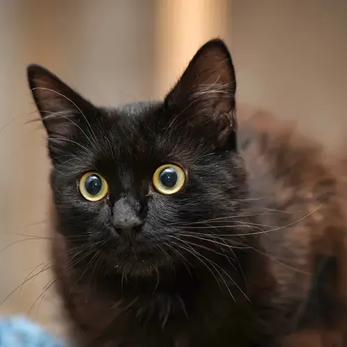 A fluffy black Bombay Kitten