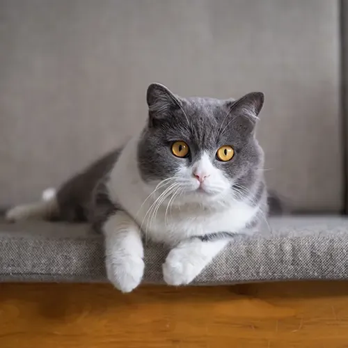 British Shorthair cat lying on a sofa