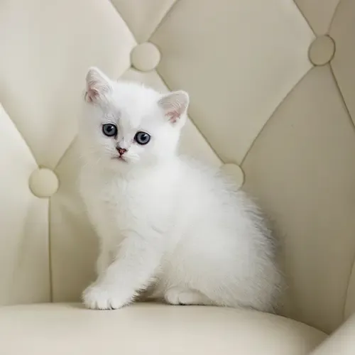 White British Shorthair kitten on a cream leather chair