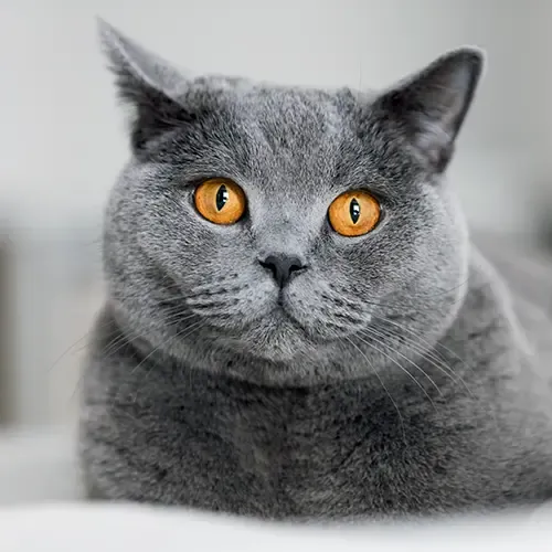 British Shorthair Cat with orange eyes
