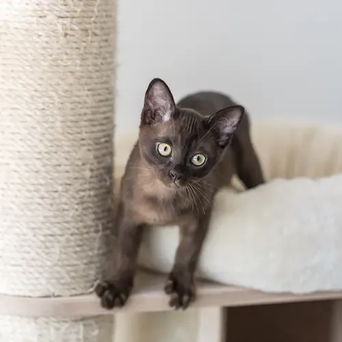 Burmese kitten standing on a climbing tree