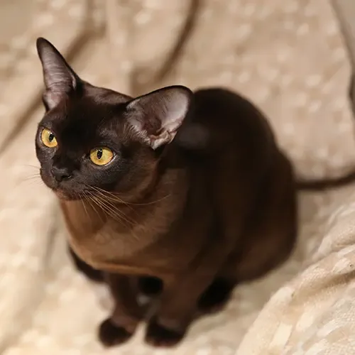 A Burmese cat sitting on a blanket