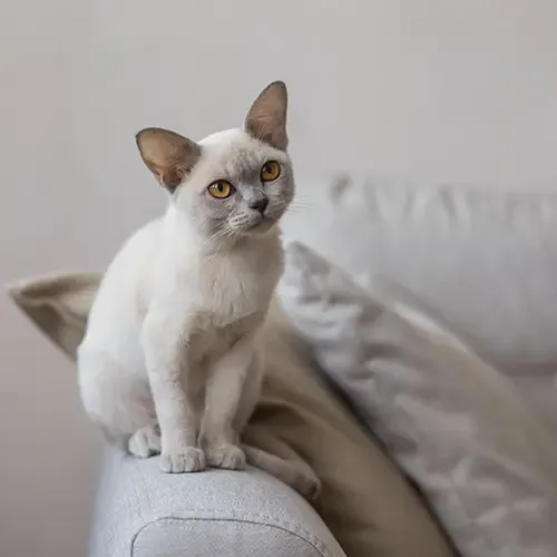White Burmese cat sitting on the arm of a chair