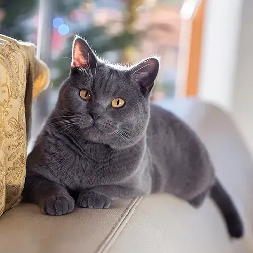Chartreux cat relaxing on top of a sofa