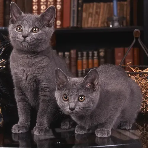 Two Chartreux kittens standing on a desk in front of a bookcase