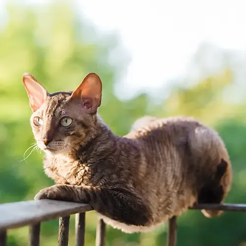 Cornish Rex cat balancing on a metal fence