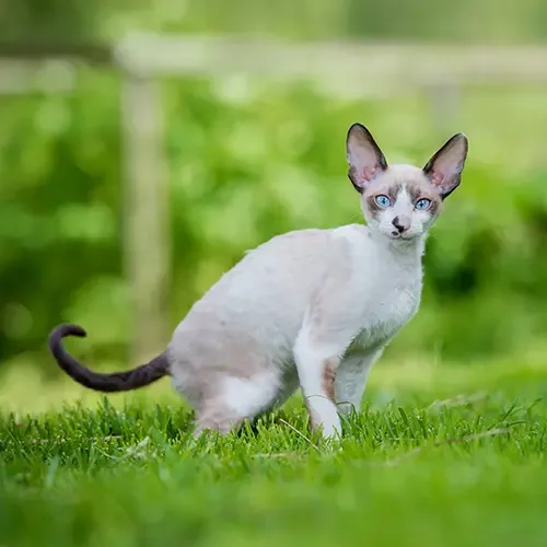 Cornish Rex kitten crouching in the garden