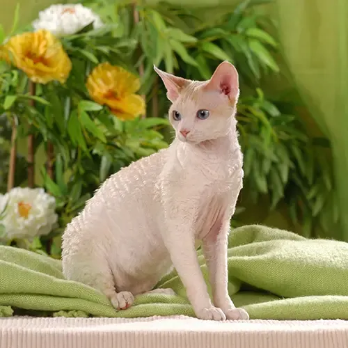 Cornish Rex sitting in front of some flowers
