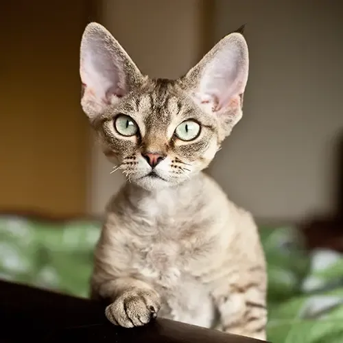 Devon Rex cat leaning on the arm of a sofa