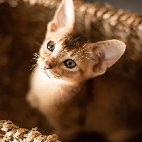 A Devon Rex kitten sitting in a basket