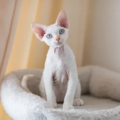 A white Devon Rex cat sitting in a white bed