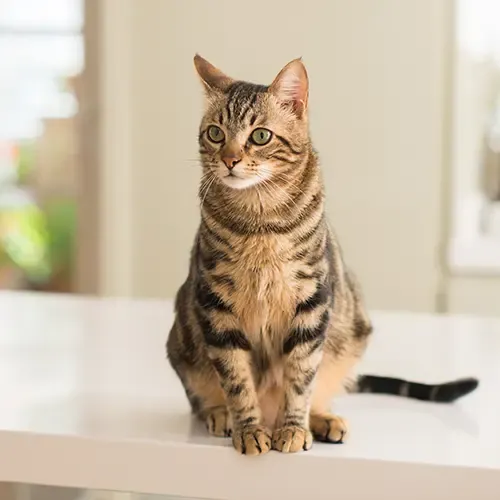 A Domestic Shorthair Moggie sitting up