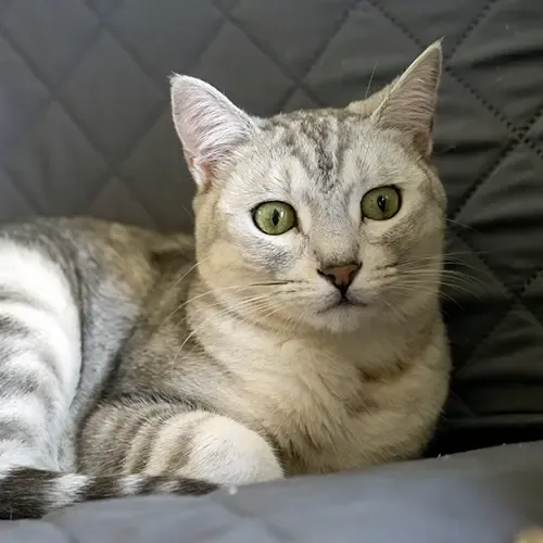Grey coloured Domestic Shorthair lying on the sofa