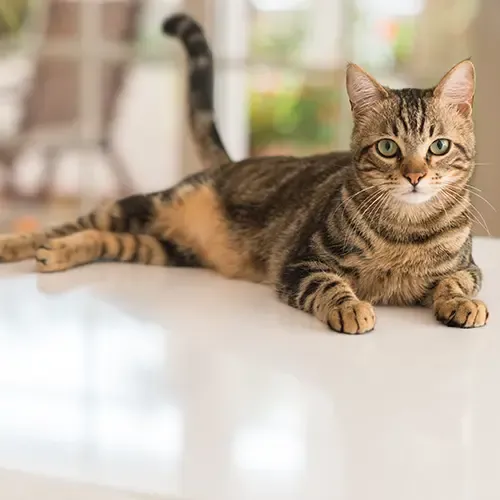 Domestic Shorthair cat lying on a white counter top