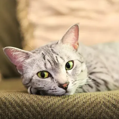 Egyptian Mau resting on the sofa