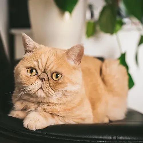 Ginger Exotic Shorthair cat lying on a black leather chair