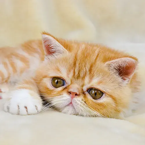 Exotic Shorthair kitten lazing on the sofa