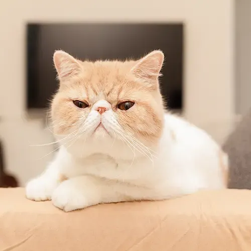 AnExotic Shorthair cat lounging on the arm of the sofa