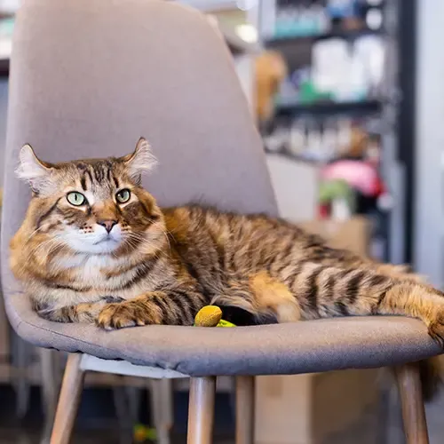 Highlander cat lying down on a grey dining room chair
