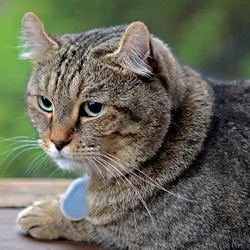 A Highlander cat resting in a window sill