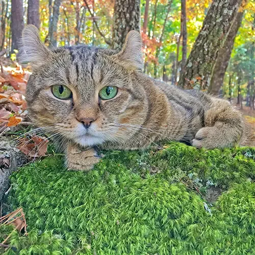A Highlander cat exploring outside