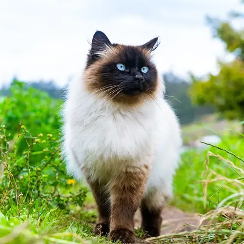 Himalayan cat walking in the grass