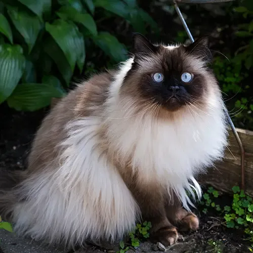 Himalayan cat sitting in the garden