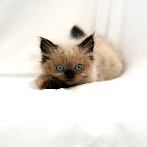Himalayan kitten lying on a comfy bed