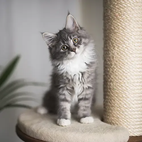 A Maine Coon kitten staring from a perch on their climbing post