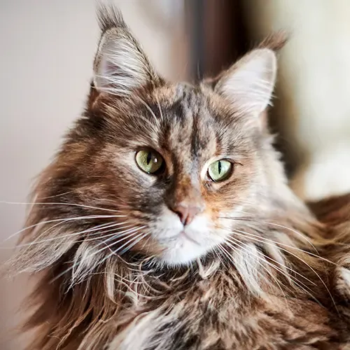 An inquisitive adult Maine Coon staring