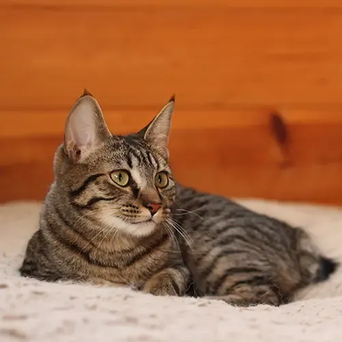 A Manx cat lying on a chair against a wooden wall