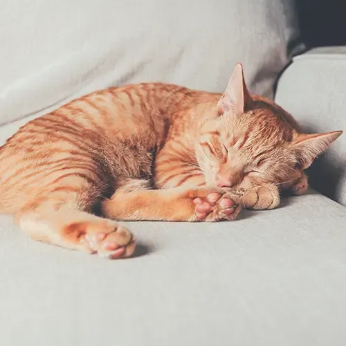 A ginger Manx cat sleeping