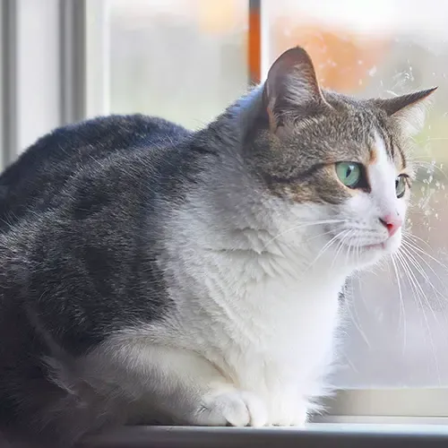A Manx cat looking out the window