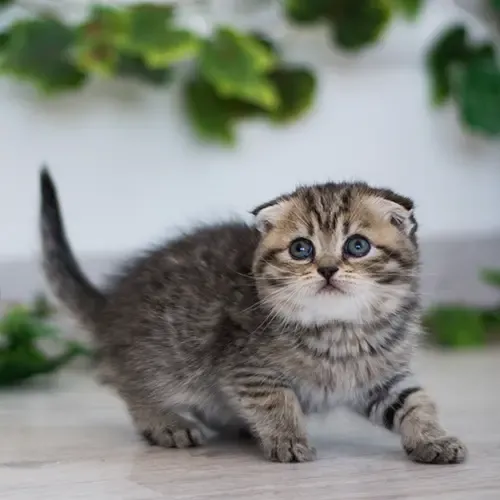 A grey Munchkin Kitten on a table