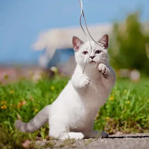 A white Munchkin cat playing with string