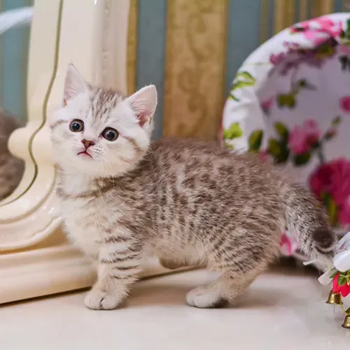 Munchkin cat kitten standing in front of a mirror