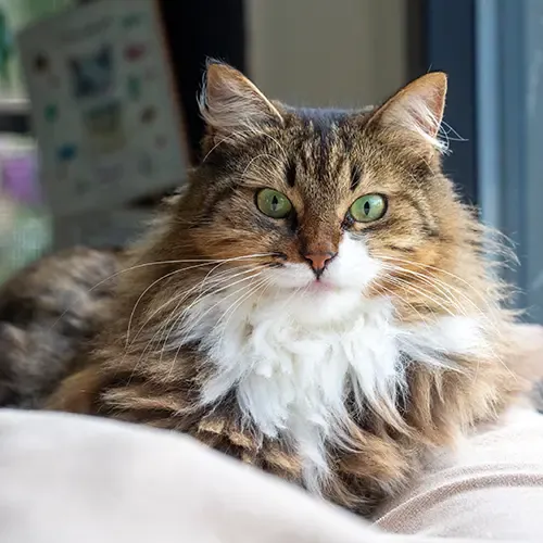 Adult Norwegian Forest cat staring at the camera