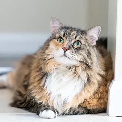 A Norwegian Forest Cat looking above the camera
