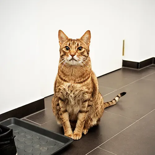 Adult Ocicat sitting in the kitchen