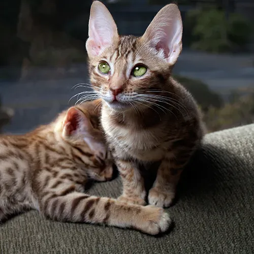 Two Ocicat kittens relaxing on the sofa