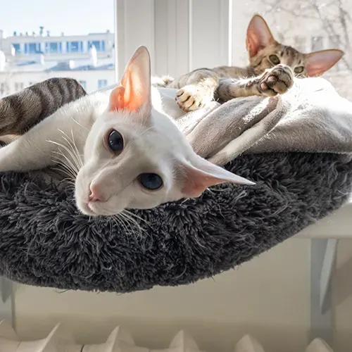 Two Oriental Shorthair cats looking closely at the camera