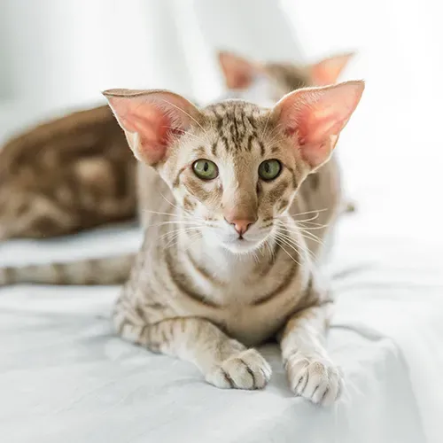 Oriental Shorthair relaxing on a bed