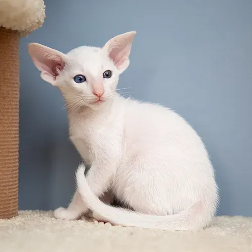 White Oriental Shorthair kitten sitting on a cat tree platform