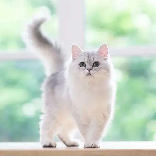 White Persian cat standing in front of a window