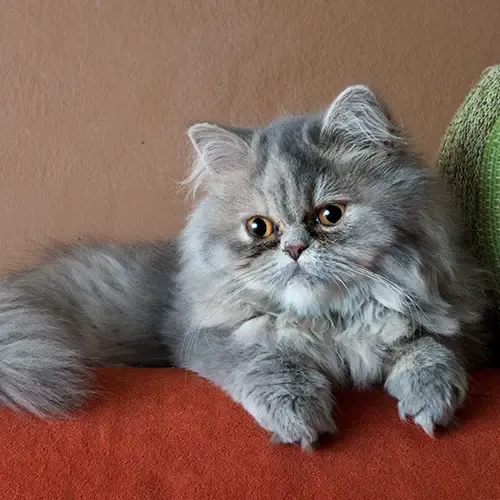 A grey Persian Cat sitting on a chair