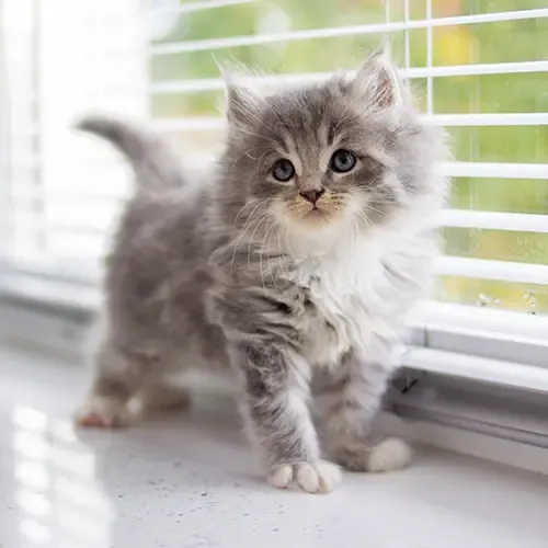 A Persian Kitten on the window sill